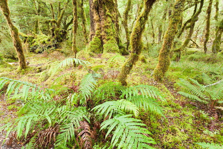 菲奥德兰NP NZ的处女雨林荒野树木生长国家植被魔法草丛森林公园山林蕨树图片