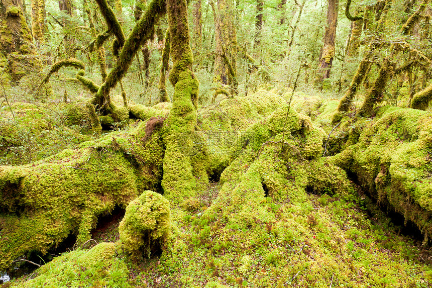 菲奥德兰NP NZ的处女雨林荒野地衣树蕨草丛丛林叶子生长山林植物蕨树蕨类图片