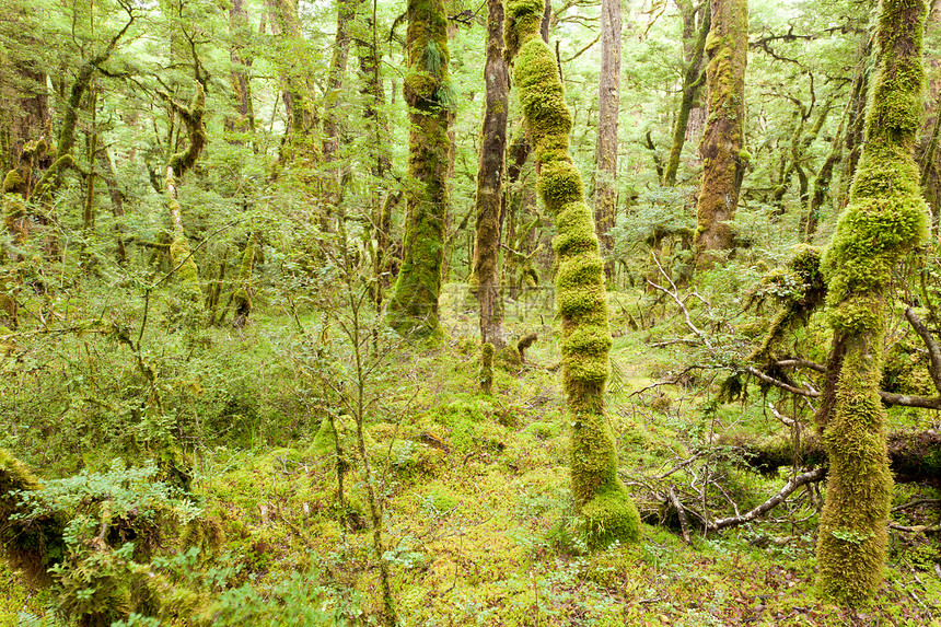 菲奥德兰NP NZ的处女雨林荒野森林国家蕨类叶子山林植被原始森林峡湾植物公园图片
