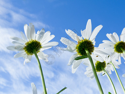 蓝色雏菊近距离拍摄的白菊花 从下面雏菊植物植物群野花蓝色天空花瓣生长园艺阳光背景