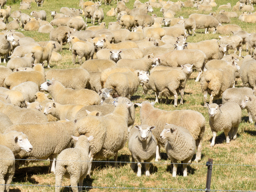 羊群在田里紧紧地围在一起草地农场家畜畜牧业哺乳动物阳光动物群羊肉羊毛场地图片
