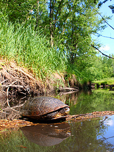乌龟河白金海龟在日志上敲打植被野生动物生活荒野反射疱疹动物群森林溪流生态背景