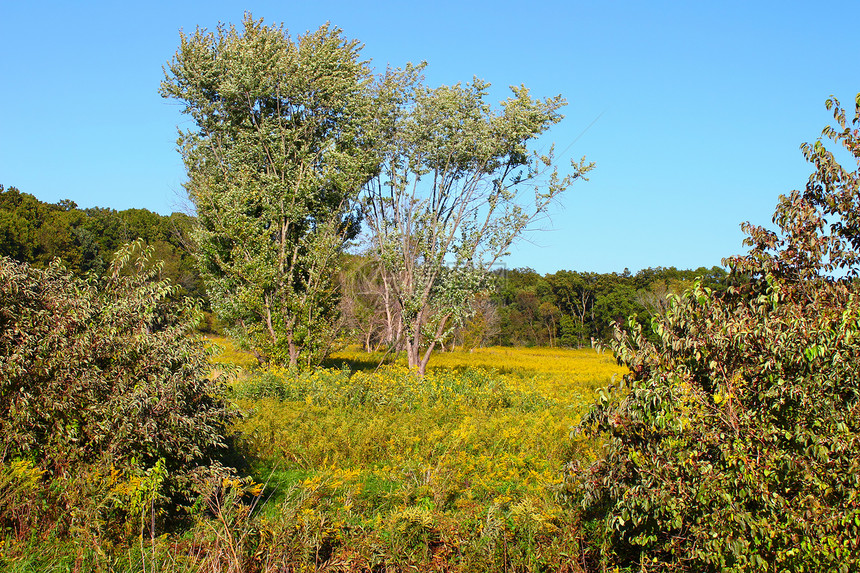 城堡岩州公园帕蕊栖息地植被植物荒野场地野花草原风景花朵环境图片