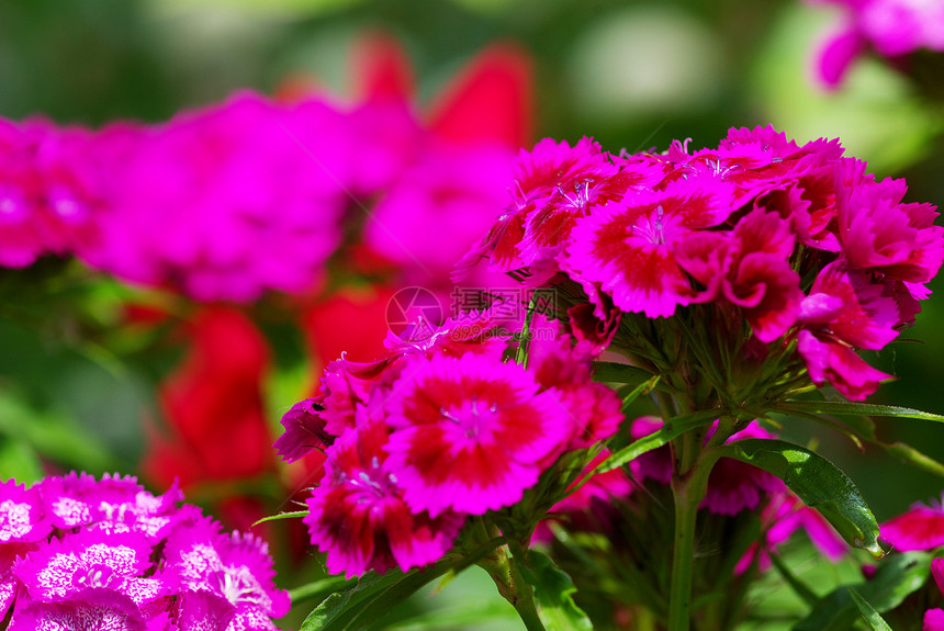 花朵美丽园艺植物花园生物学植物群紫色白色生长光合作用图片