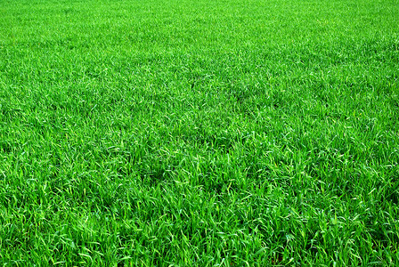 草植物草地生长活力绿色背景图片