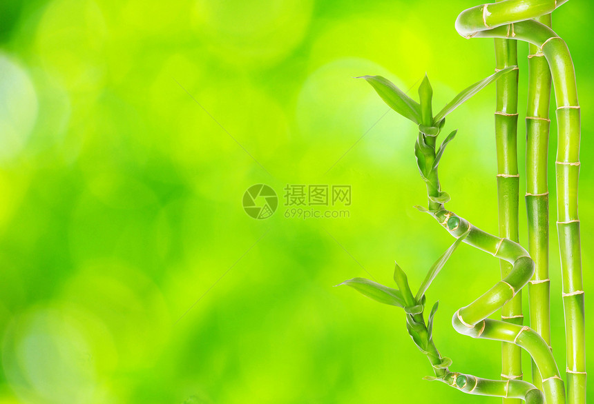 竹子文化运气叶子生长园艺生活丛林花园白色环境图片