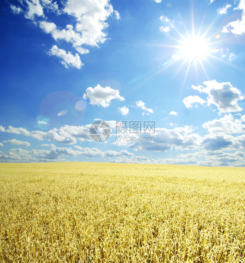 小麦田谷物阳光面包植物群地平线收成天堂太阳核心蓝色图片