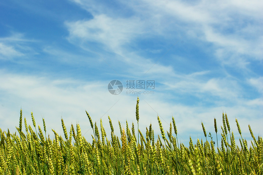小麦植物农场稻草面包粮食蓝色绿色收成农民种子图片