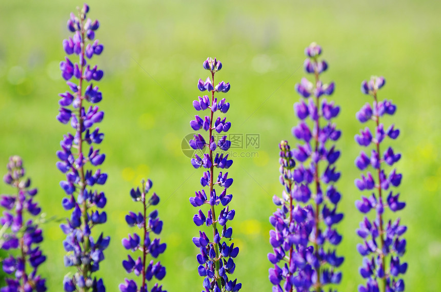 春花花瓣公园花园宏观毛茛植物群蓝色植物森林阴影图片