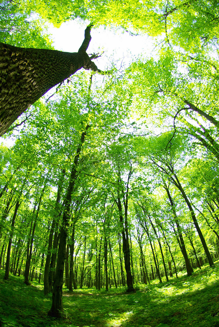 森林阳光树木风景空地林地辐射宗教荒野精神植物图片