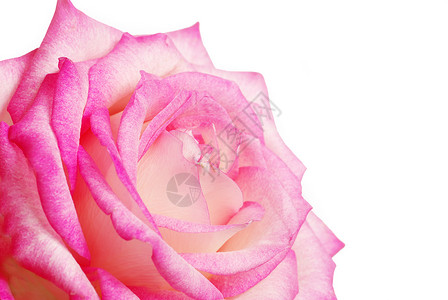 粉红玫瑰花花瓣踏板照片粉色宏观玫瑰女性化香味背景图片