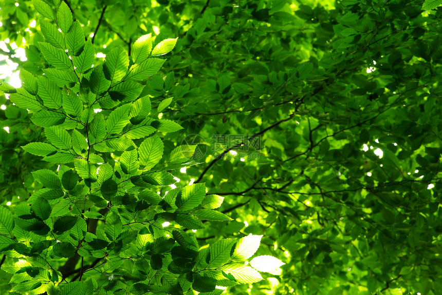 绿叶树木森林叶子树叶宏观绿色生长植物环境图片