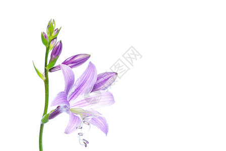 白花的花朵植物群园艺植物生长白色光合作用花园植物学紫色背景图片
