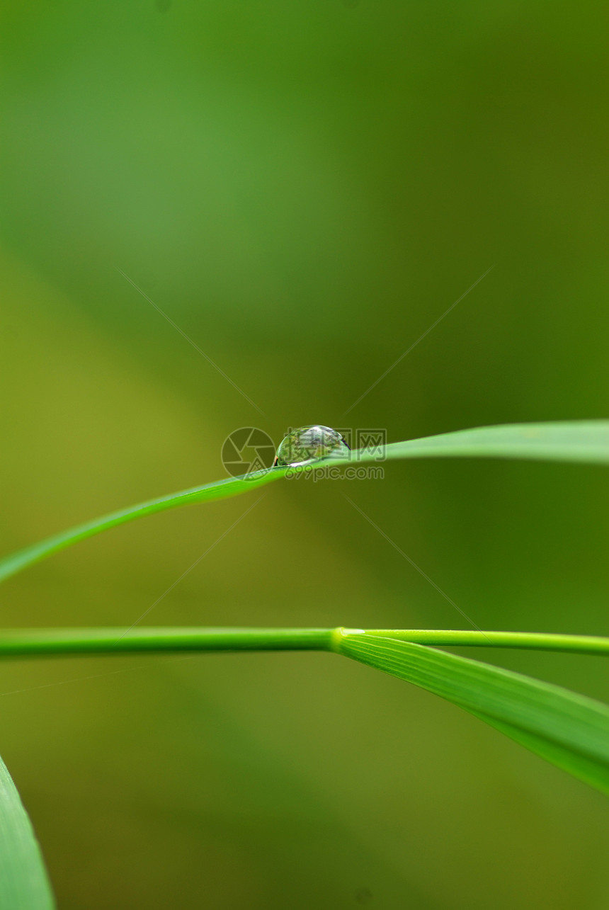 下降花园植物水滴生长液体草本植物雨滴绿色宏观树叶图片