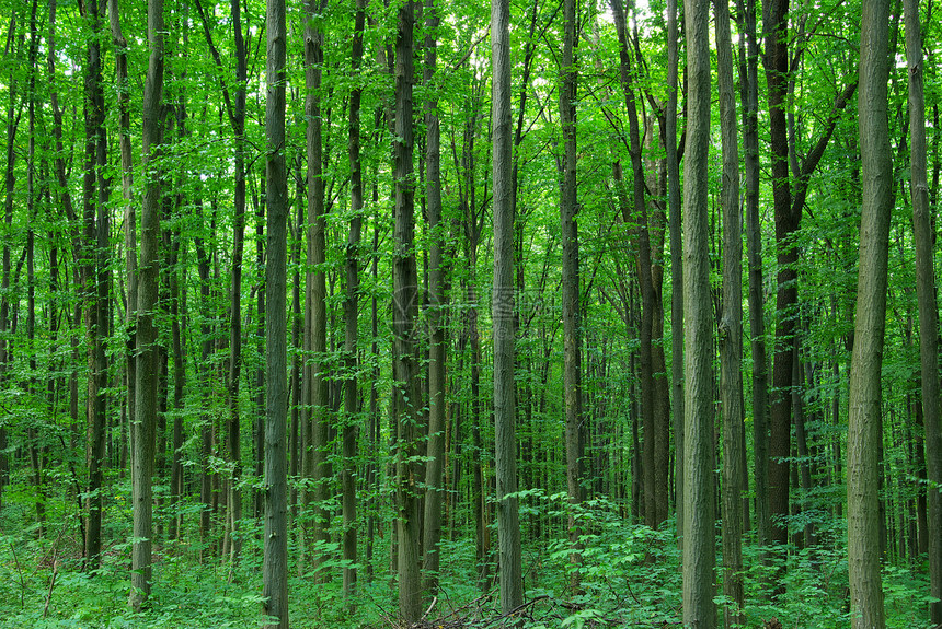 森林绿色植物公园床单天堂阳光环境生态图片