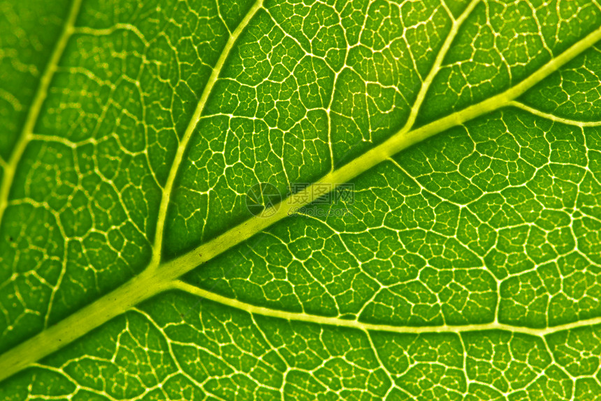 树叶叶子宏观生长脉络环境生活绿色线条生态植物图片