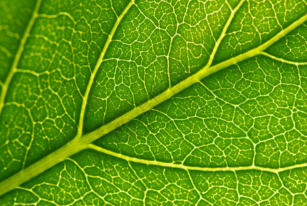 树叶叶子宏观生长脉络环境生活绿色线条生态植物背景图片