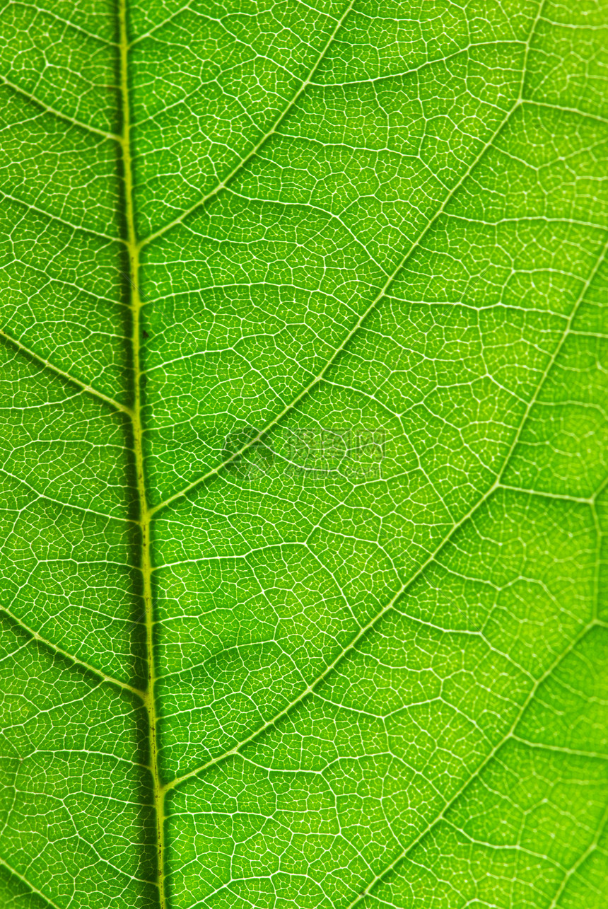 叶叶结构生长植物群宏观线条生活植物脉络绿色光合作用叶子图片