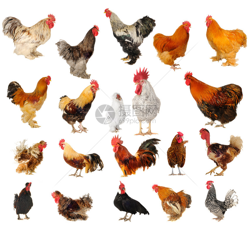 公鸡家畜衣冠动物群宠物农业生产照片男性农场鸟类图片