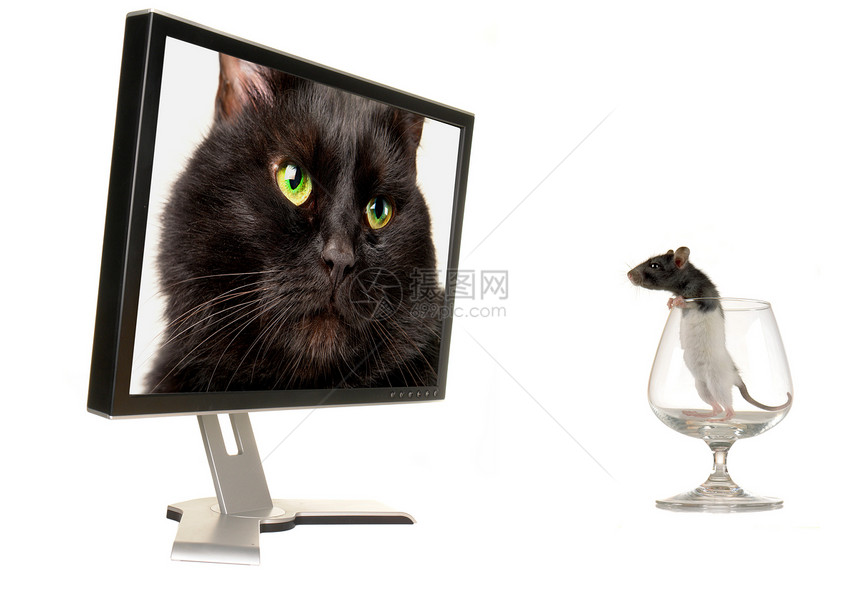 大鼠白色老鼠屏幕黑色电影白墙监视器展示电脑办公室图片