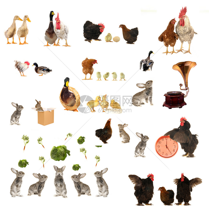 概念历史家禽生产季节农场流感动物生物栖息地公鸡图片