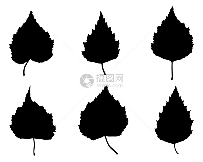 Birch 叶叶黑色树叶插图叶子图片