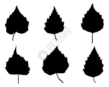 Birch 叶叶黑色树叶插图叶子背景图片