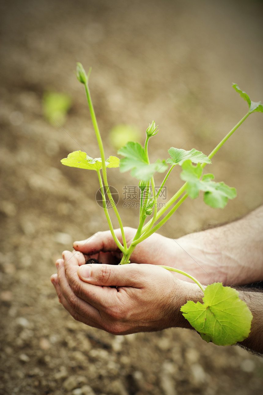 新发展摄影新生活人类植物双手松土种植前景绿色图片