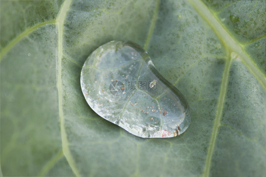 铺板厂有下落的露珠植物液体雨滴水分叶子图片