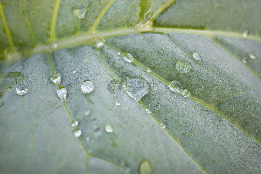 铺板厂有下落的露珠植物水分液体雨滴叶子图片