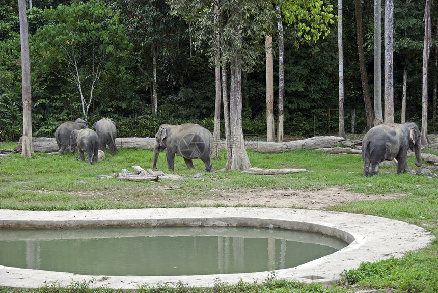 马来西亚大象数量森林哺乳动物濒危男性力量帮助绿色婴儿野生动物树木图片
