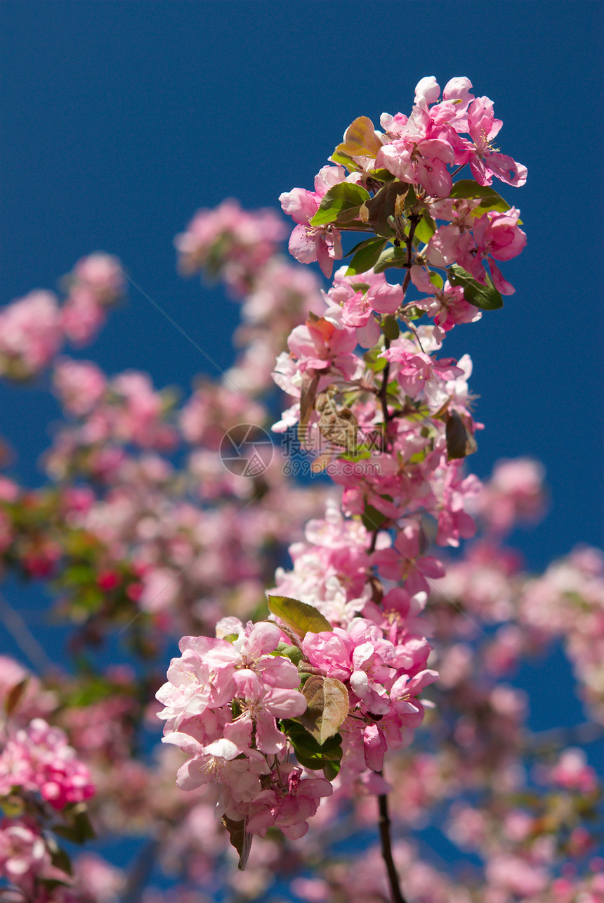 苹果花的紧闭樱花生长植物蓝色公园花园叶子晴天水果花瓣图片