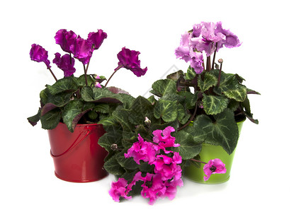 粉和紫环花花叶子紫色仙客植物礼物绿色美丽黄色花瓣季节性背景图片