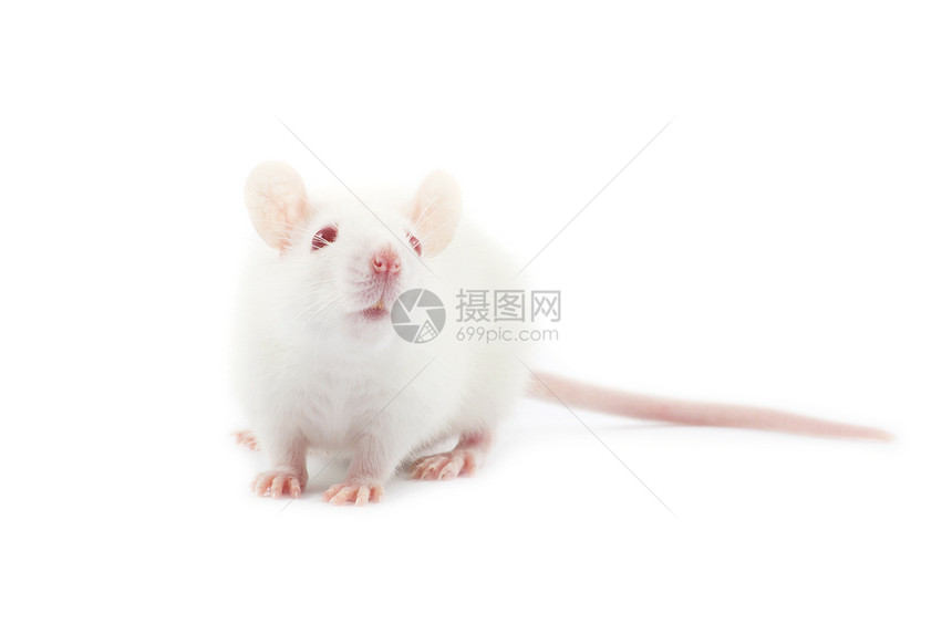 大鼠宠物毛皮红色老鼠动物哺乳动物害虫实验室白色好奇心图片