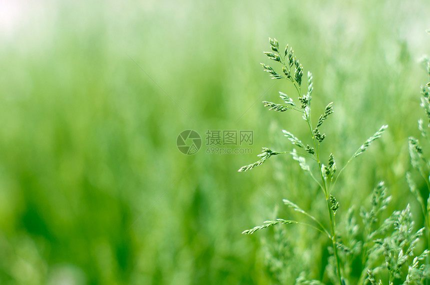 绿绿草草地阳光日光镜片气泡生态森林树木树叶植物图片