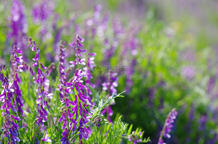 花花瓣花园森林植物公园宏观蓝色毛茛阴影植物群图片