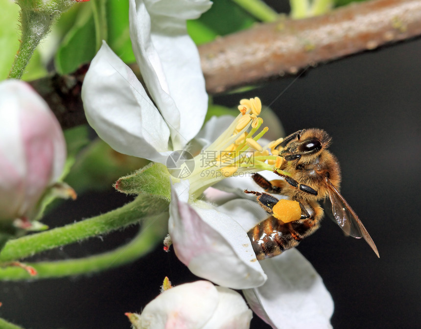 树花上的黄黄蜂宏观熊蜂植物学植物蜜蜂花园生长晴天植物群季节图片