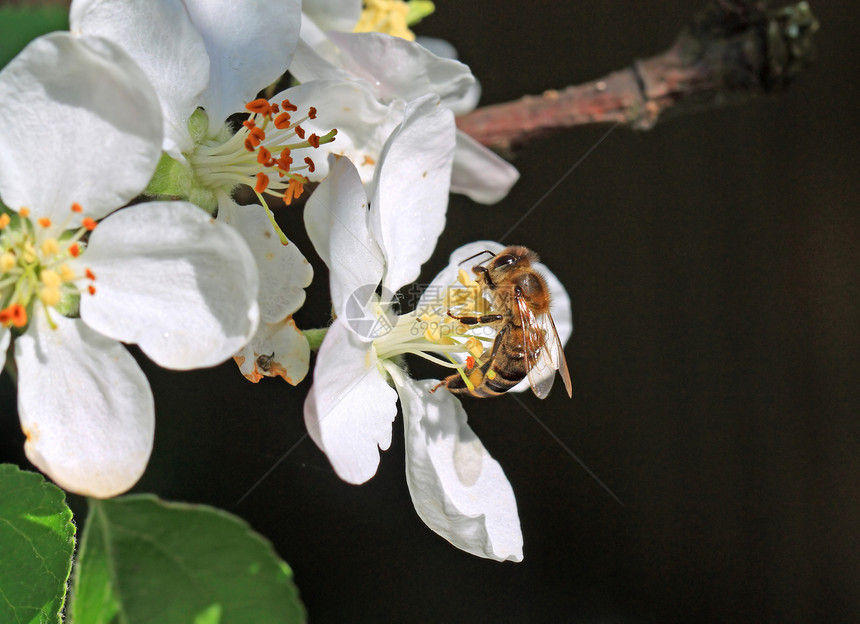 黄蜂在开花的树上园艺李子植物群宏观蜜蜂天空生长晴天蜂蜜花园图片