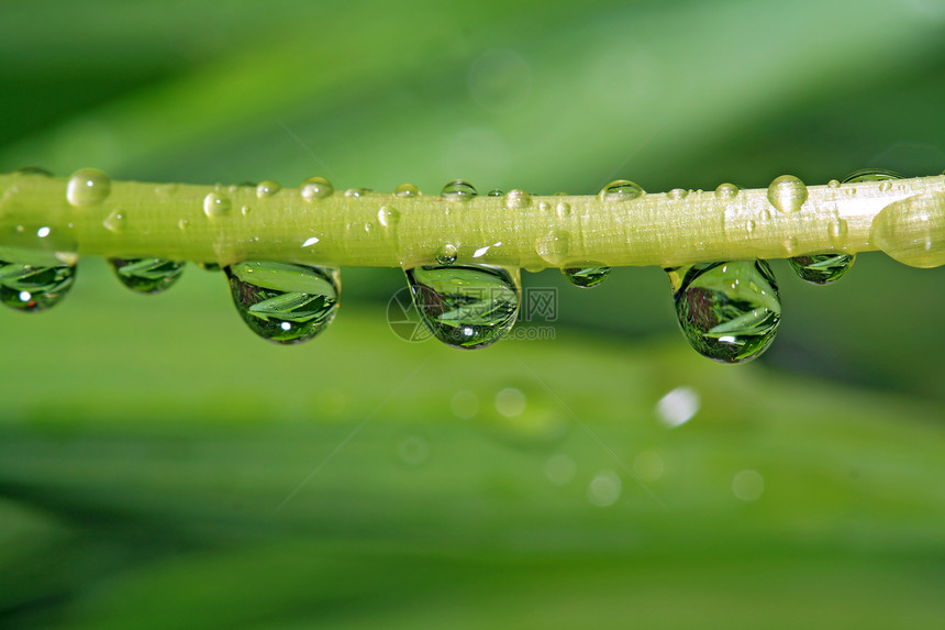 滴在绿药草上的雨细流细雨海浪植物群运球杂草气候强光特写草本植物图片