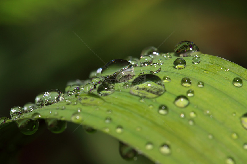 滴在绿药草上的雨杂草活力草本植物环境植物群海浪床单运球洪水飞溅图片
