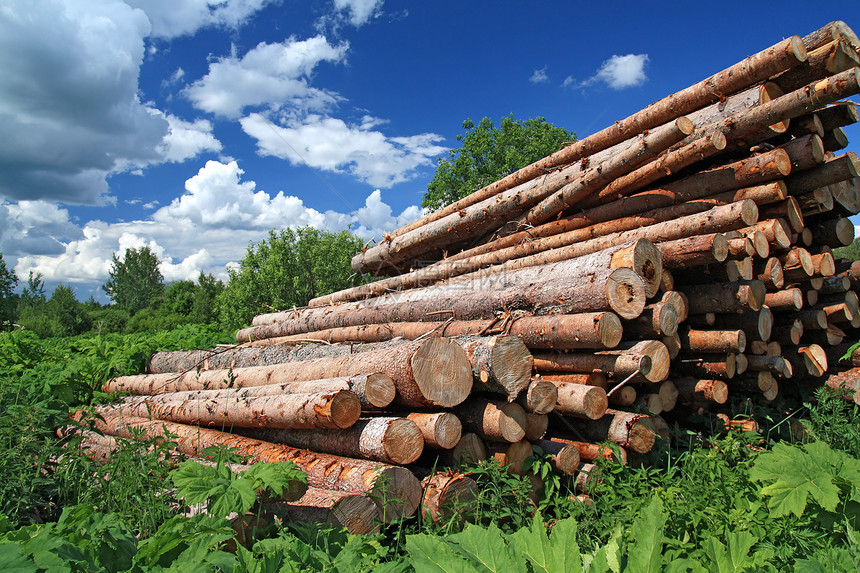树上的锯木松树树液木材柴堆戒指薪柴主食公园材料木头图片