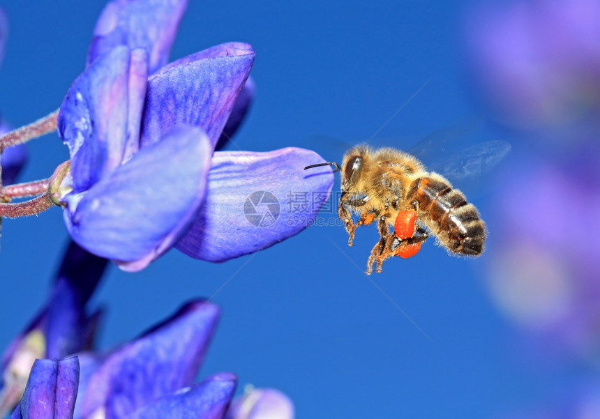 蜜蜂和花粉在蓝上图片