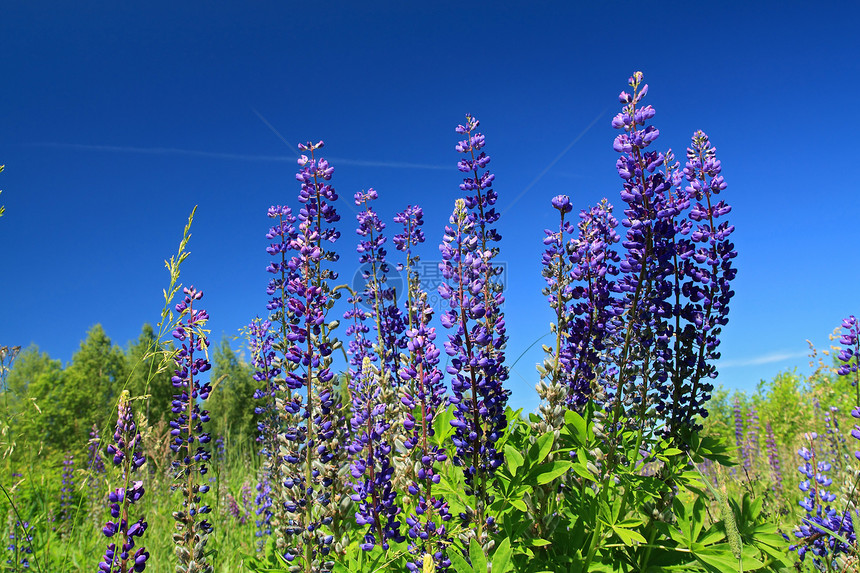夏季露天蓝葡萄山植物自由草地草本植物生活脆弱性蓝色场景杂草柔软度图片
