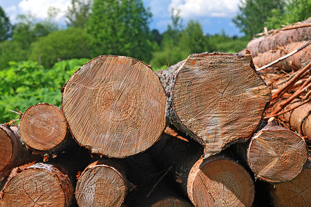树上的锯木日志柴堆碎片森林树液资源木材薪柴戒指主食高清图片