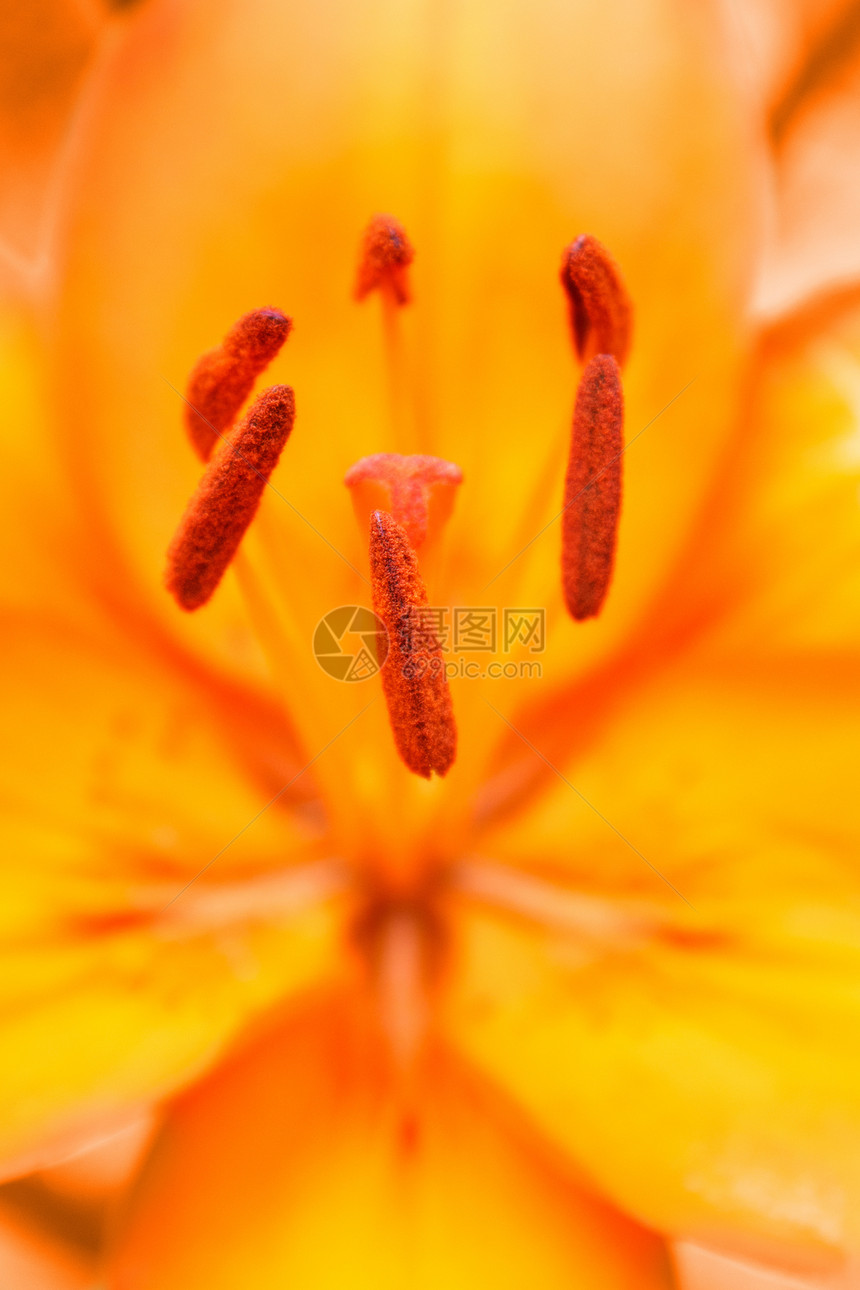花朵橙色百合花瓣晴天园艺作品橙子植物农场雌蕊时间花园图片