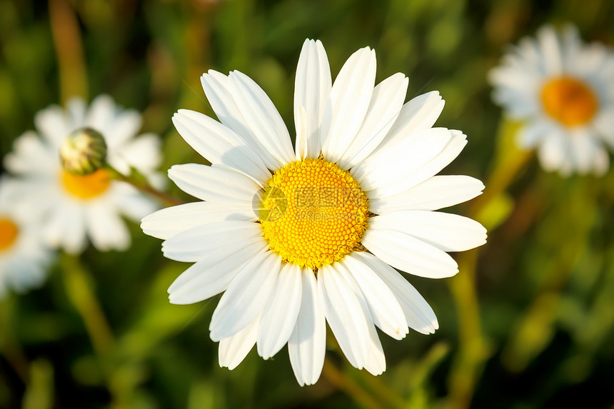 白褐红白花花场地雏菊药品荒野公园花瓣植物花园生长美丽图片