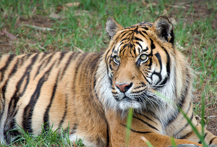 苏马特兰虎动物哺乳动物野生动物男性条纹背景图片