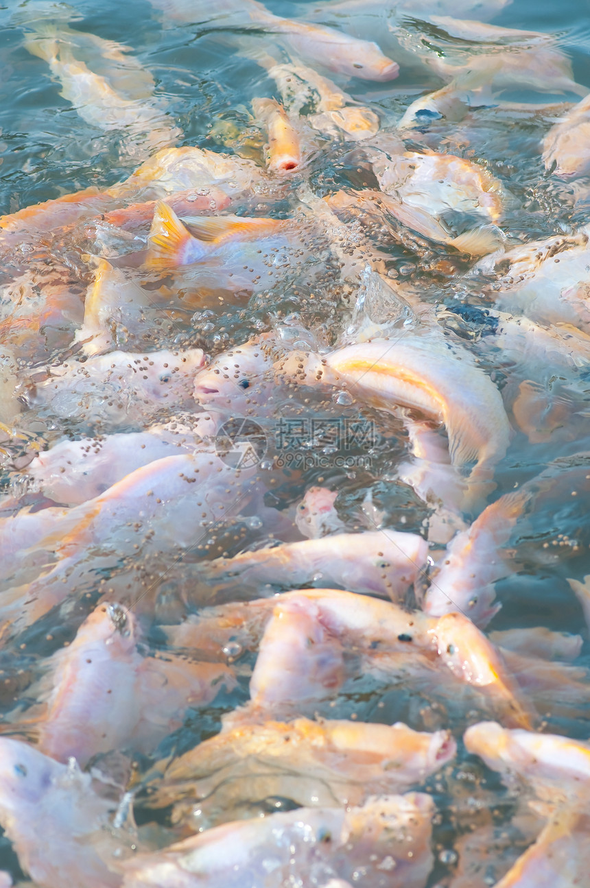 无罗非亚农场眼睛盐水鲷鱼工作室食物生活团体海鲜市场钓鱼图片