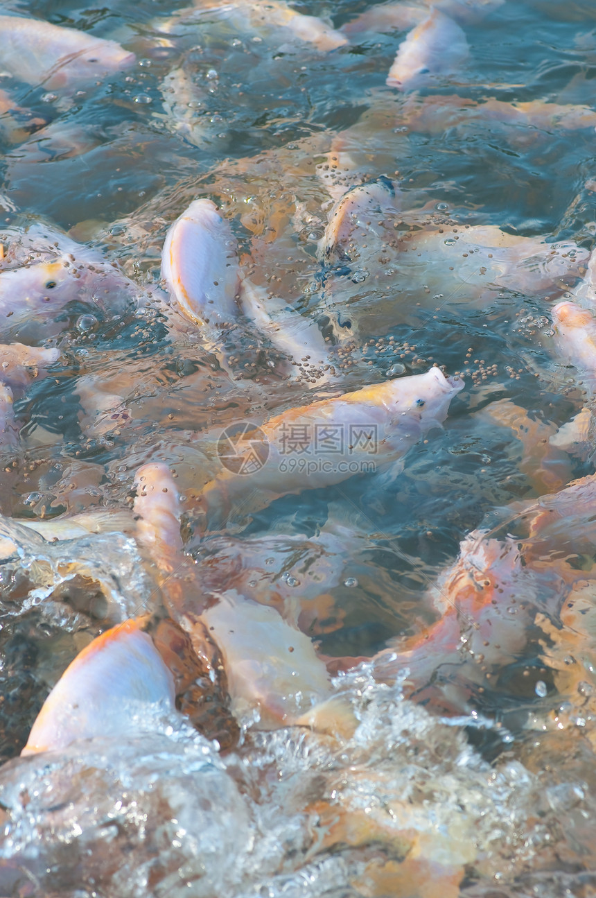 无罗非亚农场盐水钓鱼食物鲷鱼生活海鲜团体市场眼睛静物图片