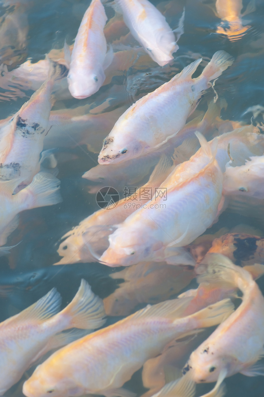 无罗非亚农场工作室盐水团体钓鱼生活市场鲷鱼静物食物海鲜图片
